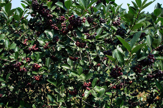 四平黑果花楸