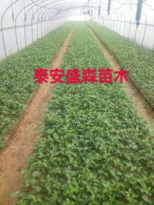 j6櫻桃苗砧木