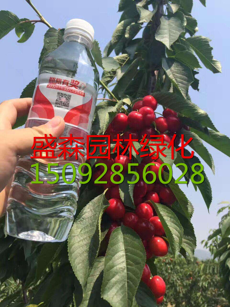 吉賽拉6號(hào)扦插苗哪里有