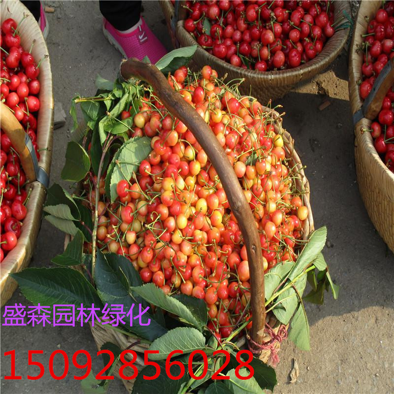 吉塞拉櫻桃苗美早哪里賣？