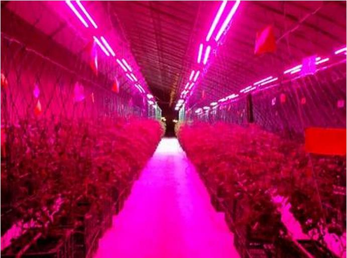 蔬菜LED植物生長(zhǎng)燈/溫度傳感器工業(yè)/北京西星光電科技有限公司