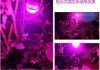 LED妞嶇墿瑁滃厜鐕堟场-鏁�(sh霉)瀛楄几鍑哄瀷鍌捐鍌虫劅鍣ㄦā濉�-鍖椾含瑗挎槦鍏夐浕绉戞妧鏈夐檺鍏徃