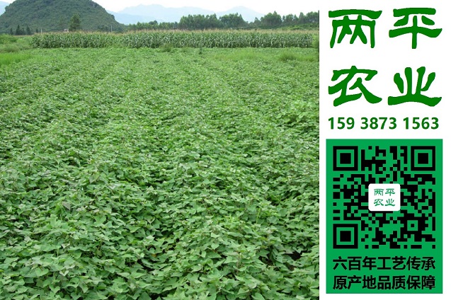 澶╂触鍏ㄦ墜宸ョ磪钖矇姊濇暎瑁濇壒鐧�(f膩)|绱旂磪钖矇姊濇暎瑁濇壒鐧�(f膩)|姝ｅ畻绱呰柉绮夋鍝佺墝