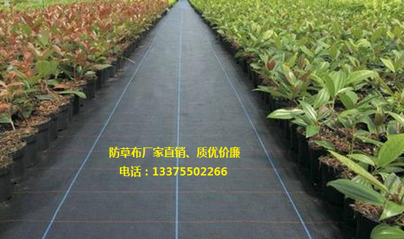 防草布、防草布廠家、防草布價格、園藝地布