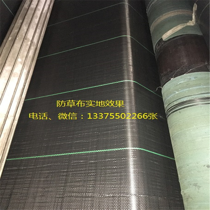 pp防草布、園藝防草布 黑色地布防草布廠家直銷