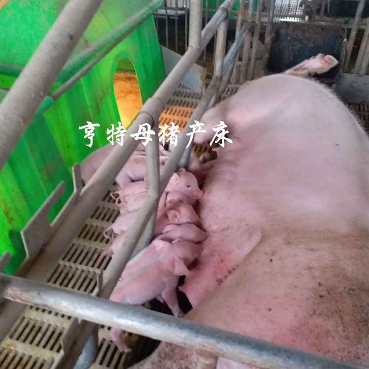 亨特養(yǎng)豬設備優(yōu)質母豬產(chǎn)床直銷