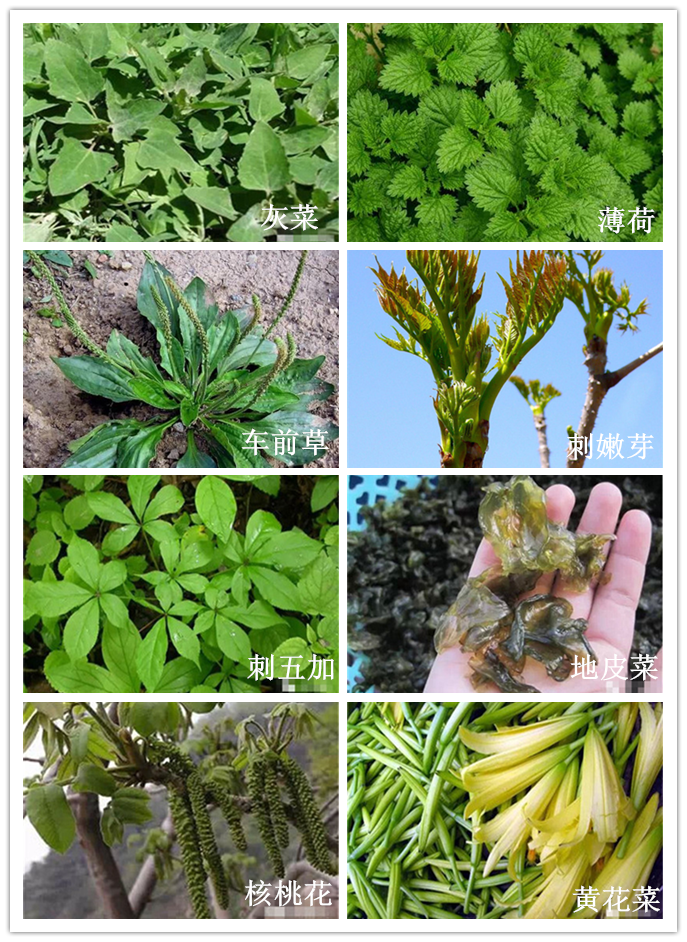 熱泵型智烘牌野菜烘干機熱效率明顯的野菜干燥工藝無人值守