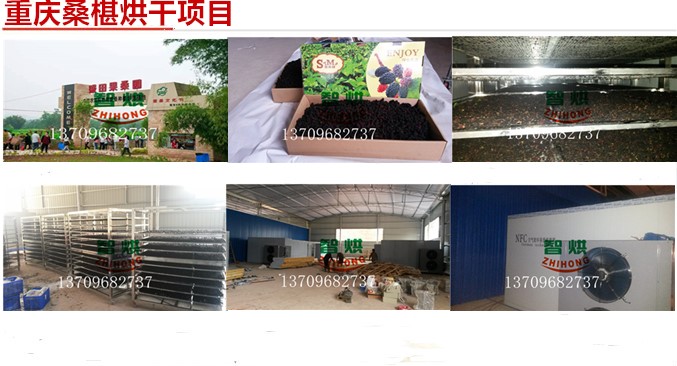 桑葚烘干機果農(nóng)的好幫手