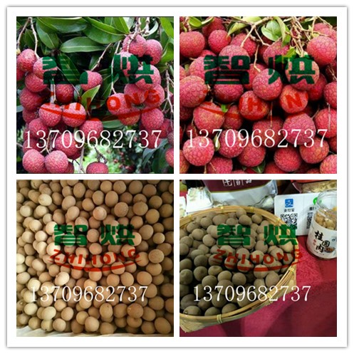 智烘牌荔枝龍眼專用烘干設(shè)備——烘干小能手