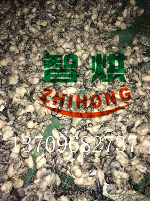 新一代節(jié)能省電75%以上的生蠔烘干機(jī)系統(tǒng)
