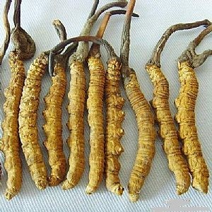 橫琴大量上門回收冬蟲夏草商行