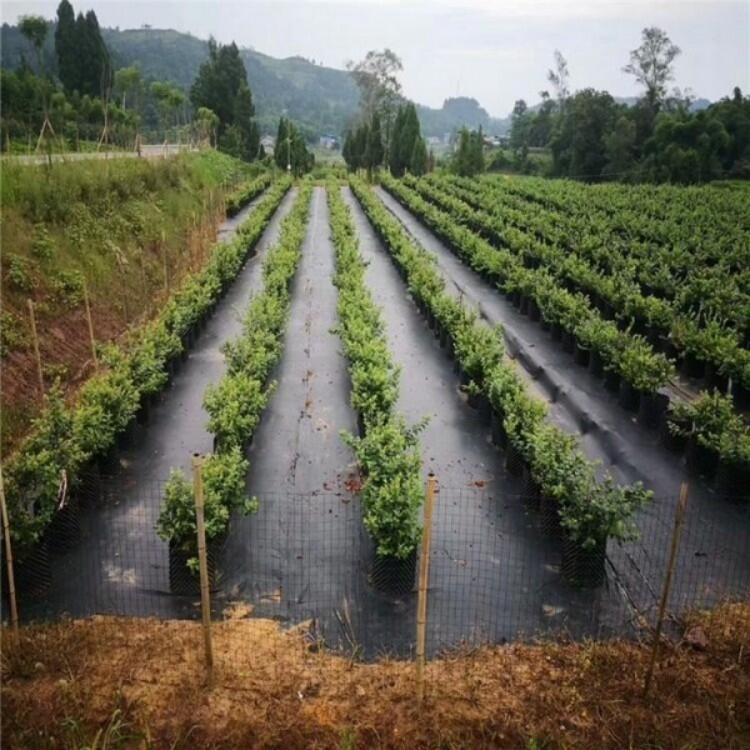 防草布價(jià)格、果樹除草布、蓋草布批發(fā)