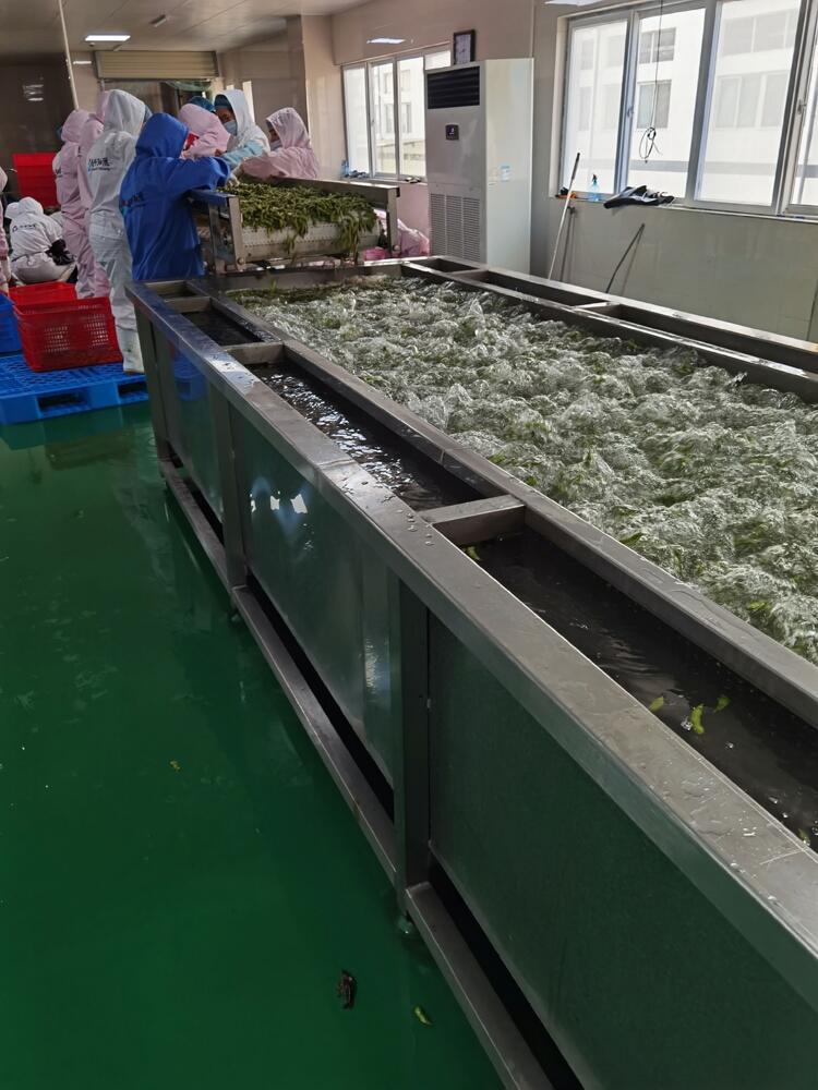 大型辣椒去雜機(jī) 辣椒清洗機(jī)器 辣椒清洗機(jī)