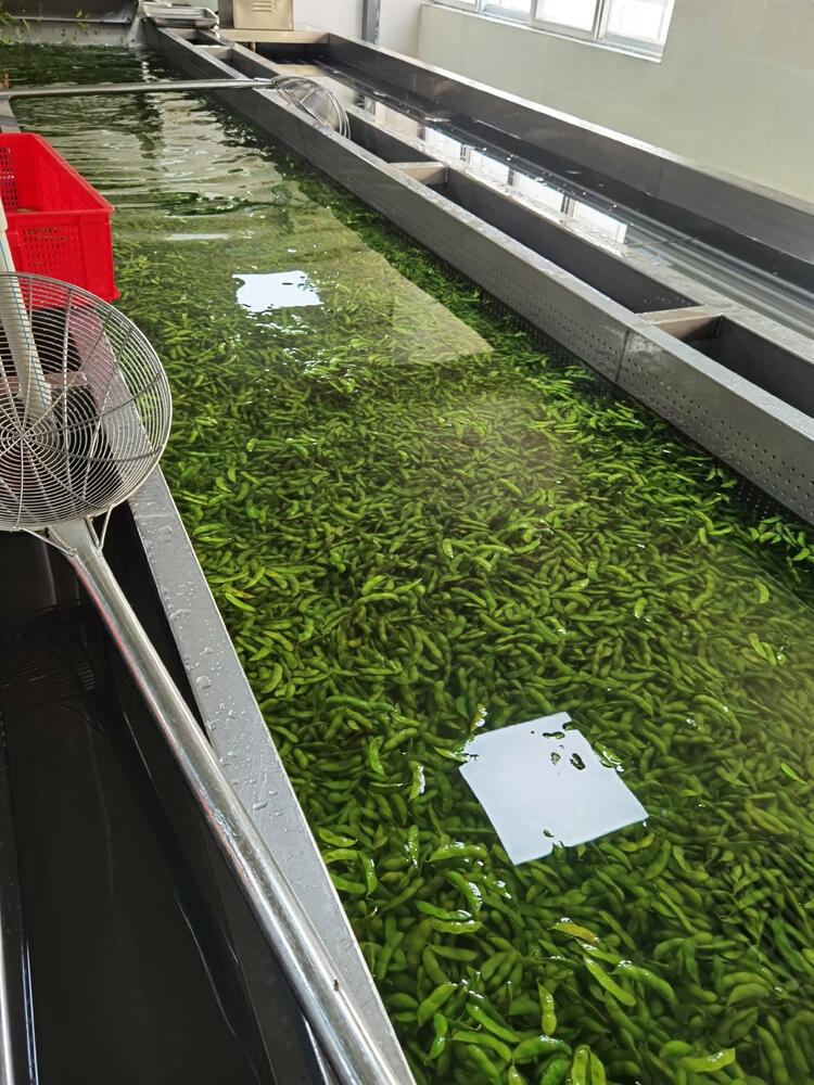 辣椒清洗流水線 辣椒清洗線 辣椒清洗設(shè)備