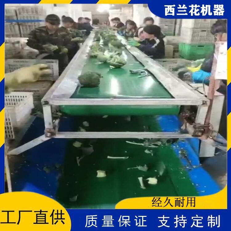西蘭花加工機(jī)器 西蘭花清洗流水線 西蘭花清洗設(shè)備