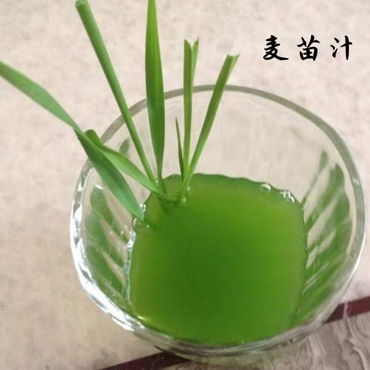 香草生物供應(yīng)麥苗汁 麥苗青汁 麥苗提取液 大麥苗濃縮液5倍濃縮