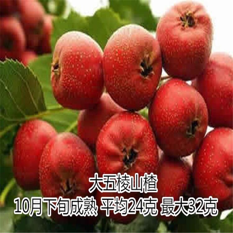 山楂苗基地供應(yīng)1-3年苗