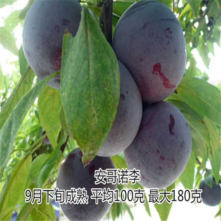 安格諾李子苗基地