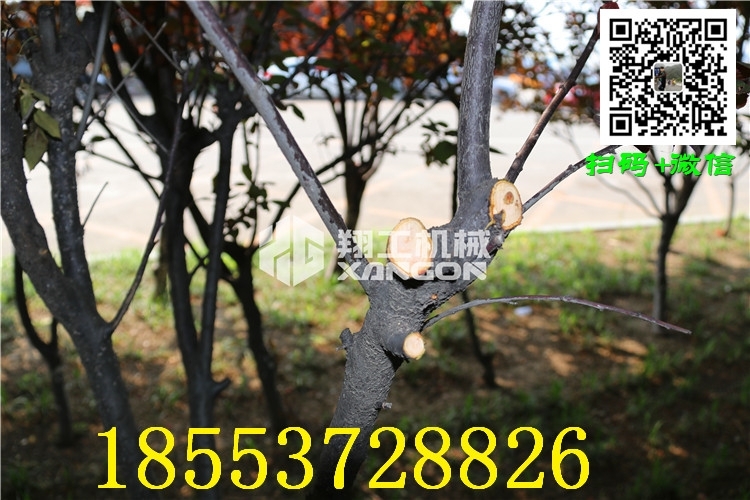 錦州冬剪修枝剪刀價格優(yōu)惠