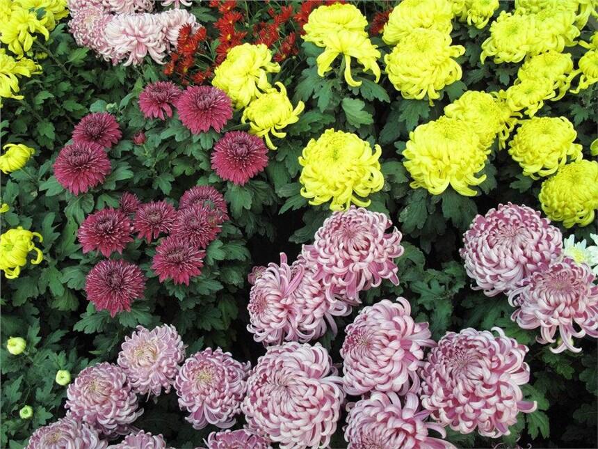 菊花烘干機