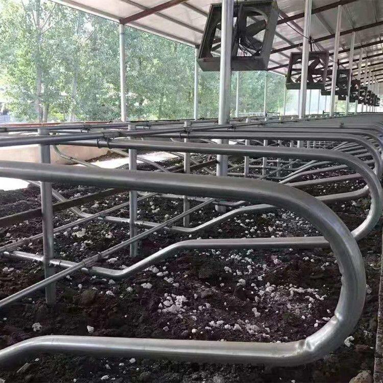 昊牧奶牛場雙臥牛臥欄尺寸