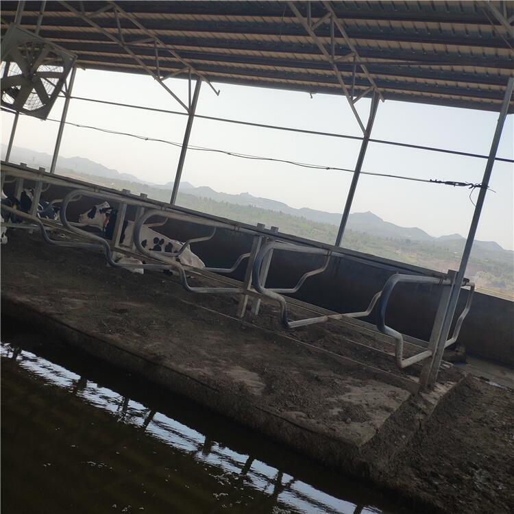 昊牧泌乳牛臥床的設(shè)計要點
