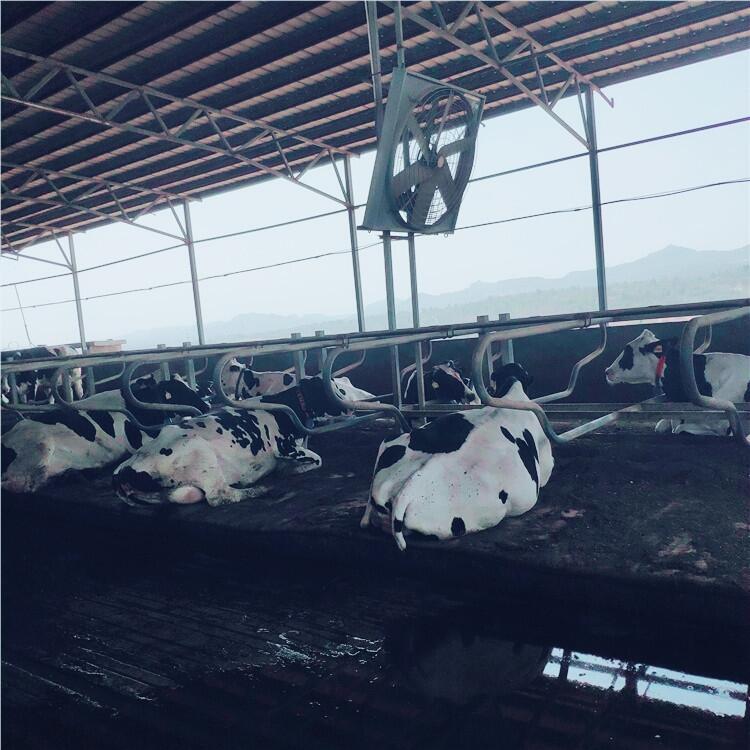 昊牧奶牛場(chǎng)雙臥牛臥床圖片