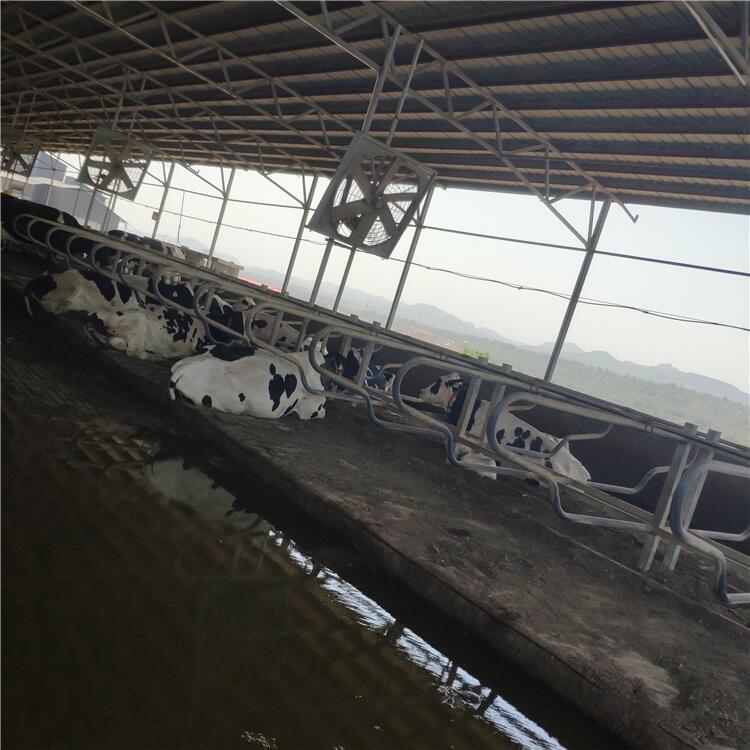 昊牧奶牛場單臥牛臥床配件