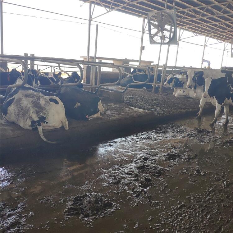 昊牧奶牛場單臥牛臥床安裝尺寸