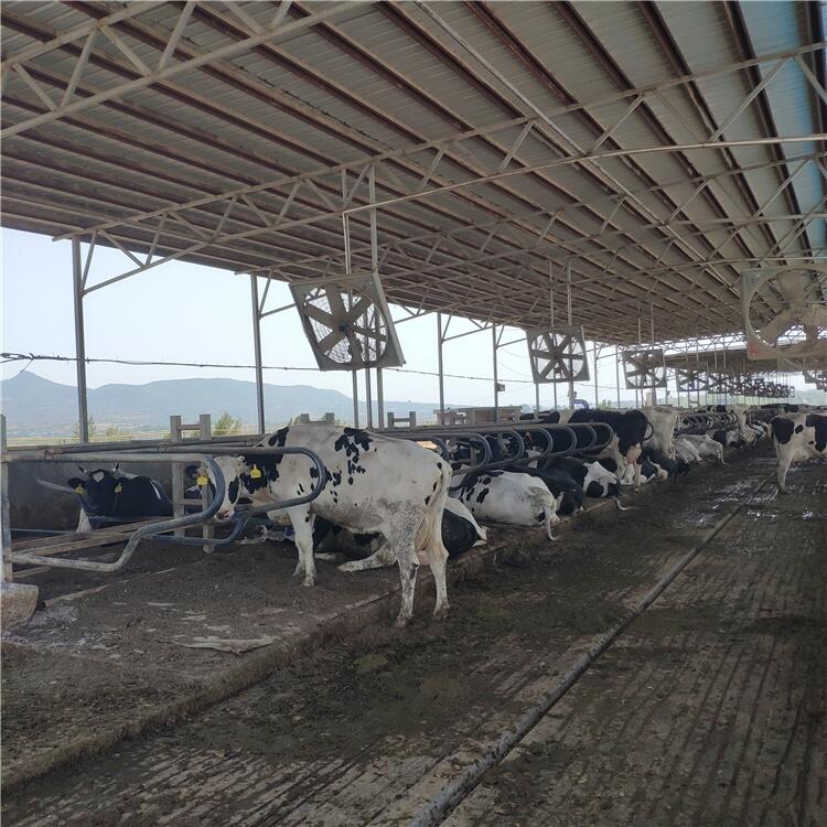 昊牧泌乳牛臥欄的設(shè)計(jì)要點(diǎn)