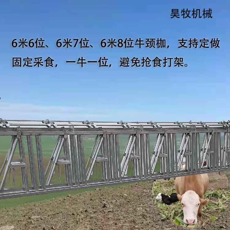 山西昊牧肉牛用牛頸枷自鎖式牛頸枷