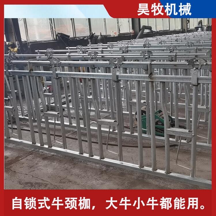內蒙古昊牧養(yǎng)牛設備牛頸枷自鎖式牛頸枷