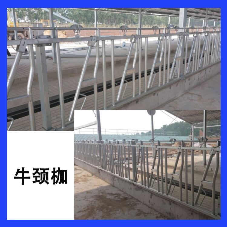 內(nèi)蒙古昊牧奶牛用牛頸夾結(jié)實(shí)耐腐蝕牛頸枷