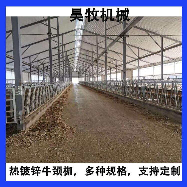 遼寧昊牧養(yǎng)牛設(shè)備牛頸夾自鎖式牛頸枷