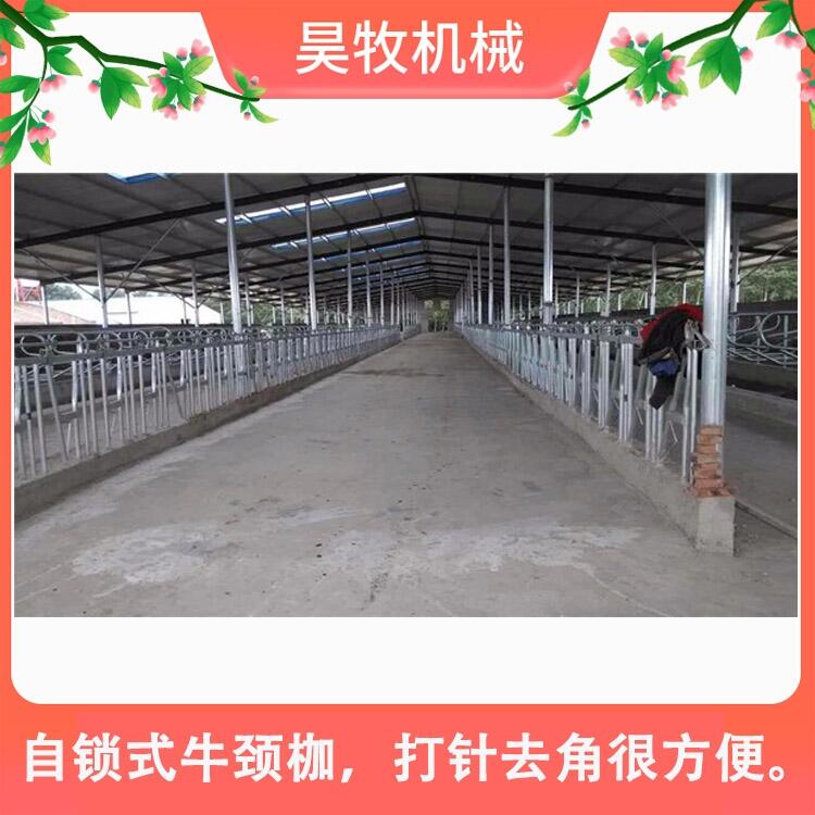吉林昊牧肉牛用牛頸夾自鎖式牛頸枷