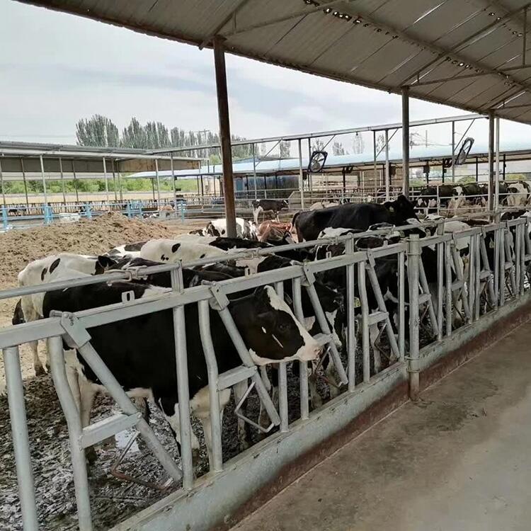 山西昊牧奶牛用牛頸夾自鎖式牛頸枷