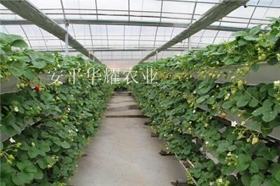 山東溫室優(yōu)質(zhì)草莓立體種植槽量身定制