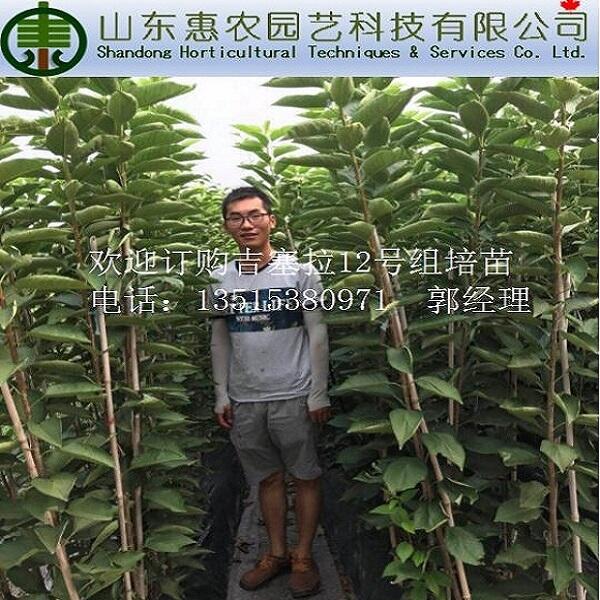 矮化大櫻桃苗 嫁接 吉塞拉12號(hào)苗