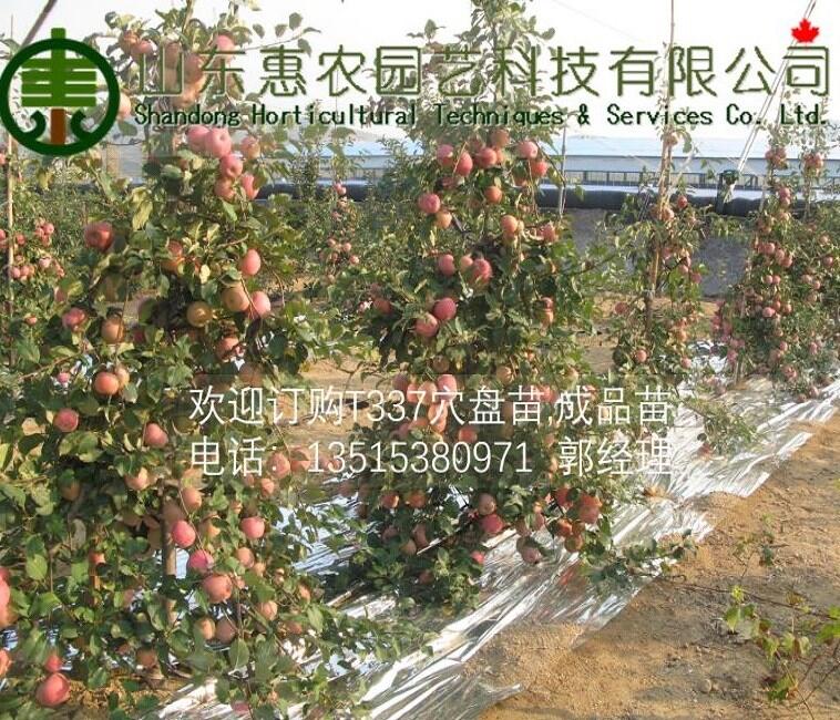 供應(yīng)T337矮化自根砧木蘋果苗