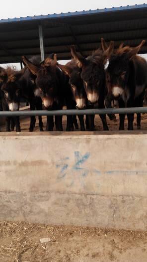 內(nèi)蒙肉驢多少錢一頭