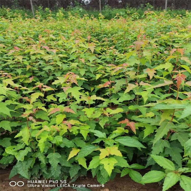 西藏茶條槭小苗播種苗基地主營(yíng)秋季熱銷中