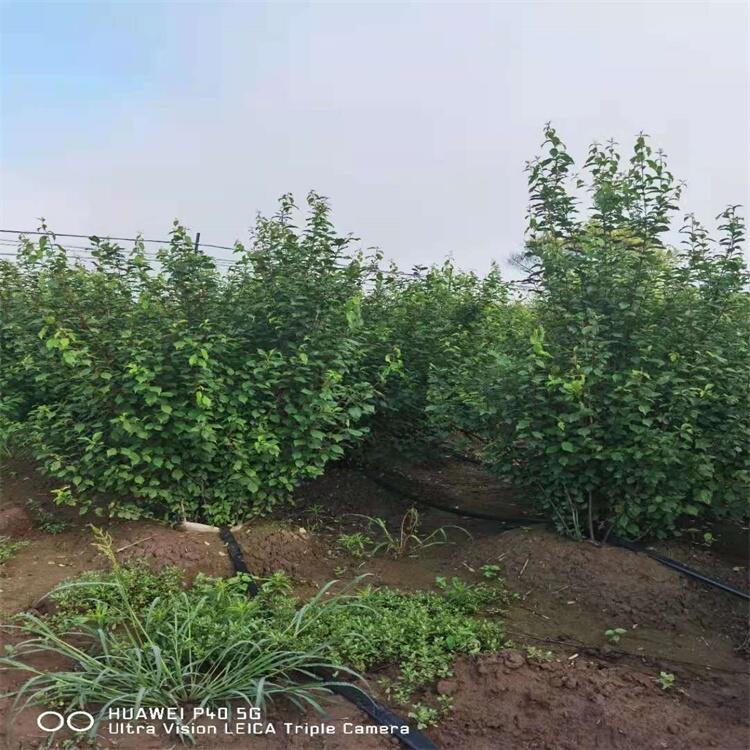 美植袋叢生重瓣榆葉梅 榆葉梅球 榆葉梅小苗 綠葉榆葉梅大墩 遼寧種植基地