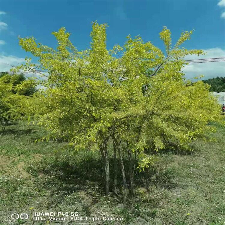 北京大花水椏木杯苗木繡球自家苗木真實貨源