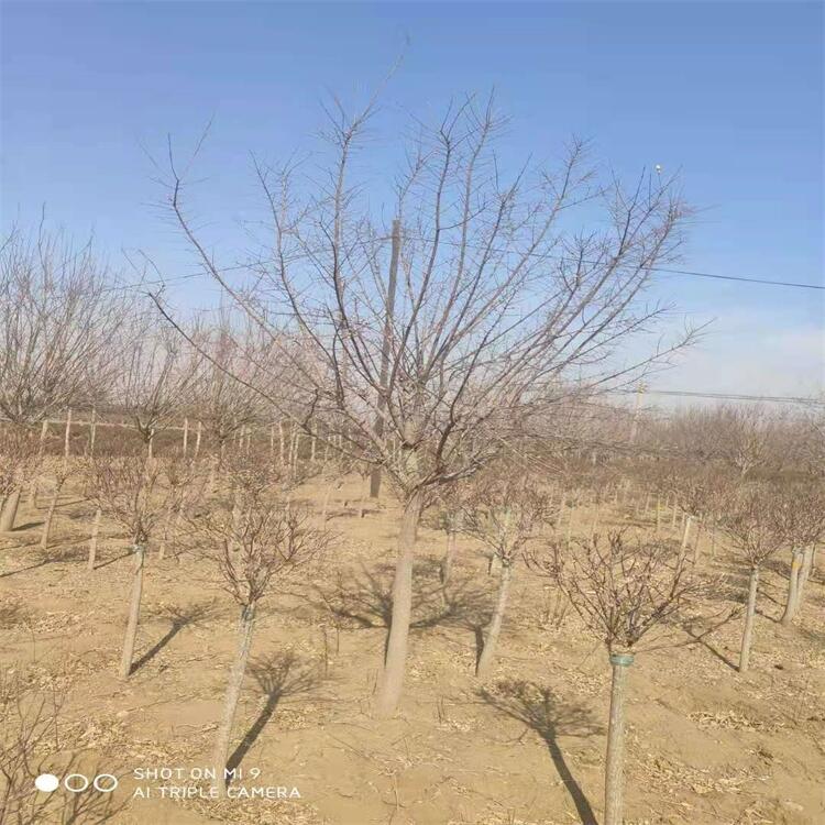 青海木繡球小苗杯苗木繡球自家苗木真實貨源