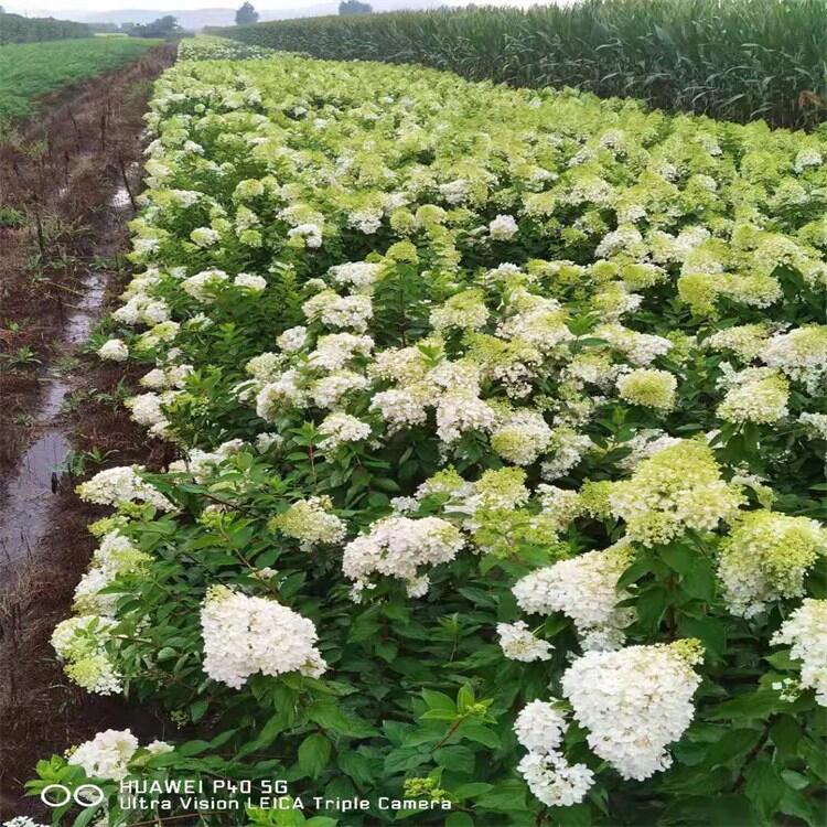 新疆金葉水蠟水蠟球自家播種小苗圃地直銷量大優(yōu)惠