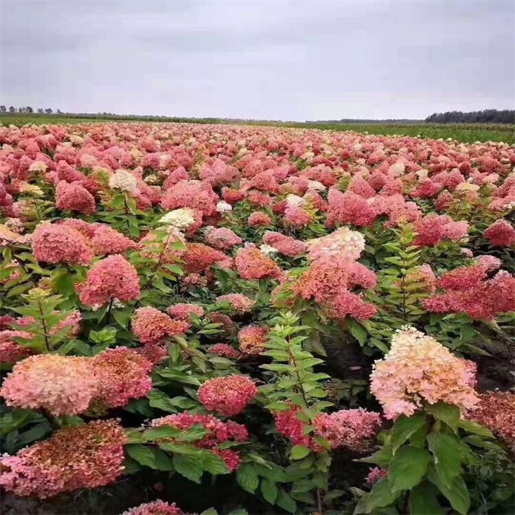 寧夏紫葉李樹紫葉稠李樹 精品喬灌木自家圃地直銷