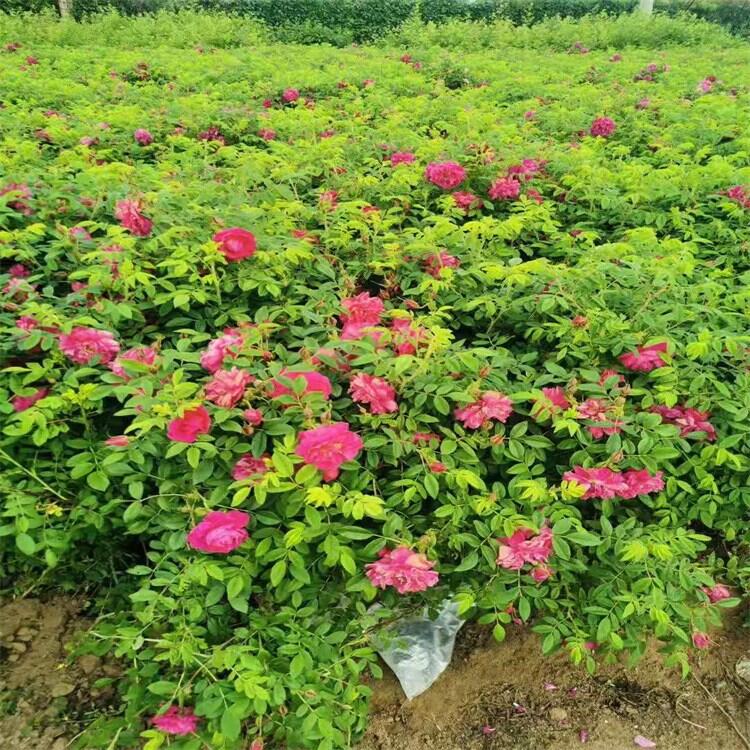 花卉種植四季玫瑰苗營(yíng)養(yǎng)杯苗圃地直銷(xiāo)