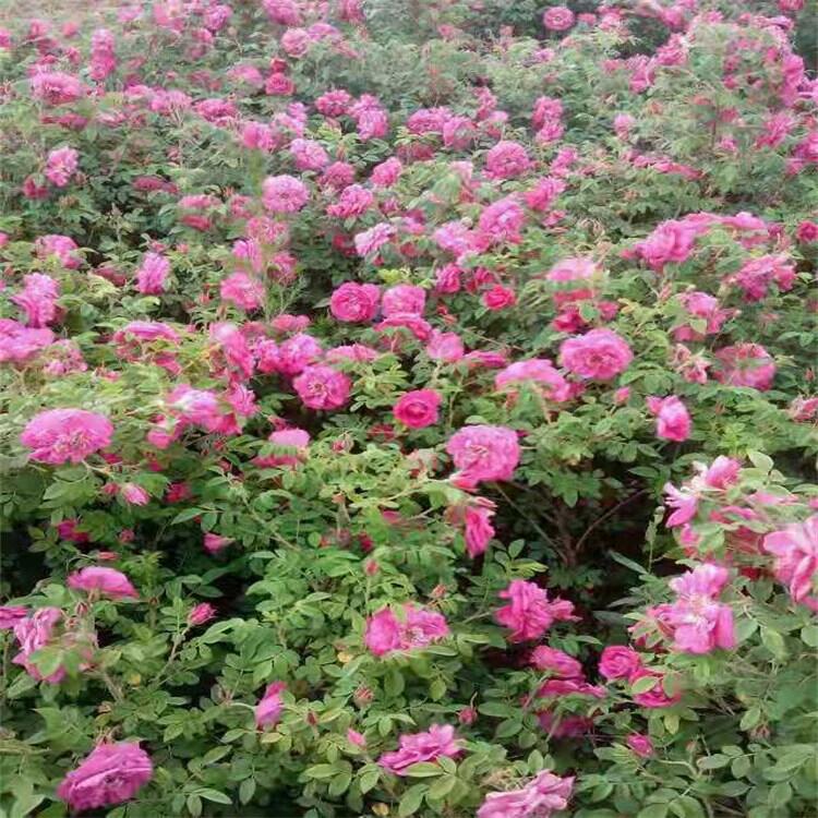 花卉種植四季玫瑰小苗盆栽花卉圃地直銷