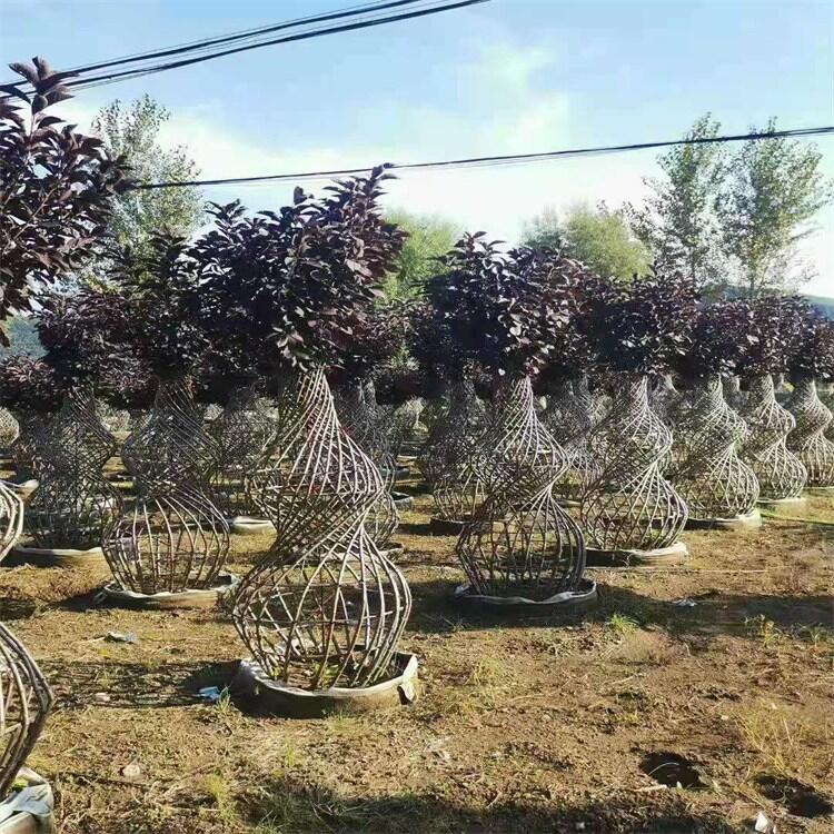 河北木繡球小苗杯苗木繡球自家苗木真實貨源