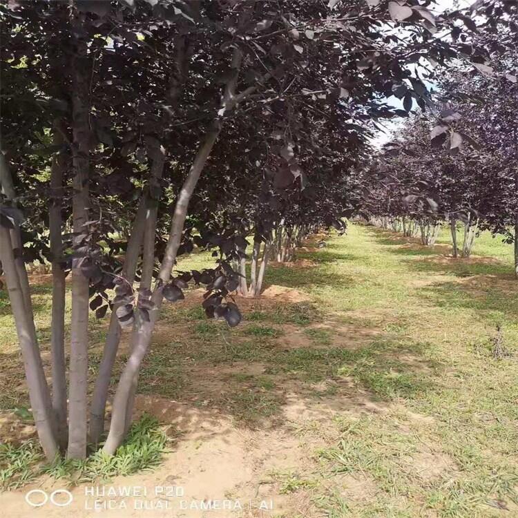 黑龍江紫葉水蠟水蠟球扦插苗基地圃地直銷(xiāo)量大優(yōu)惠